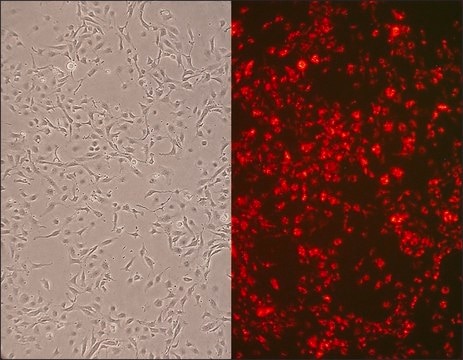 Rat Aortic Endothelial Cells: RAOEC, adult