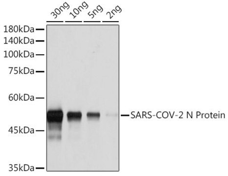 Monoclonal Anti-2019-nCoV N Protein antibody produced in Rabbit