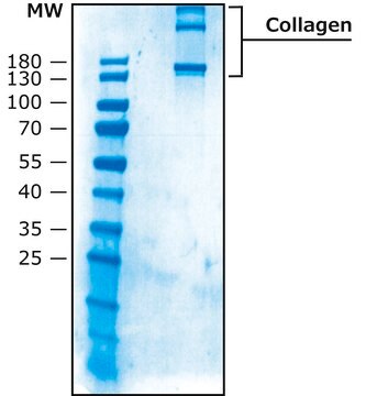 Collagen from human placenta Bornstein and Traub Type III (Sigma Type X), powder