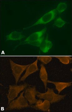 Anti-Calnexin antibody, Mouse monoclonal clone TO-5, purified from hybridoma cell culture