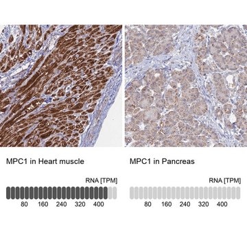 Anti-MPC1 antibody produced in rabbit Prestige Antibodies&#174; Powered by Atlas Antibodies, affinity isolated antibody, buffered aqueous glycerol solution