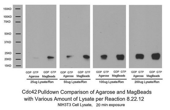 Rac1/cdc42 Activation Magnetic Beads Pulldown Assay The Rac1/cdc42 Activation Magnetic Beads Pulldown Assay provides an effective method for detecting Rac &amp; Cdc42 activity in cell lysates with higher yield &amp; easier process utilizing magenetic bead properties.