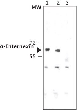 Anti-&#945;-Internexin antibody, Mouse monoclonal clone 2E3, purified from hybridoma cell culture