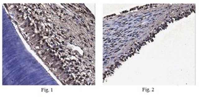 Anti-Osterix (SP7) Antibody, clone 6B12.1 clone 6B12.1, from mouse