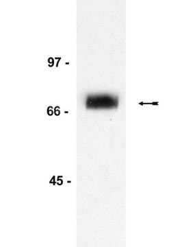 Anti-p75NTR (Neurotrophin Receptor) Antibody, clone ME20.4 clone A16/17, Upstate&#174;, from mouse