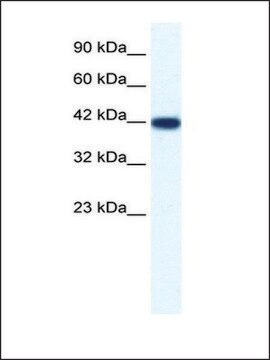 Anti-IBSP antibody produced in rabbit IgG fraction of antiserum