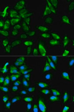 Anti-TRAF6 antibody produced in rabbit