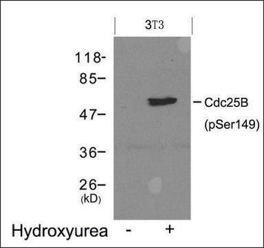 Anti-phospho-Cdc25b (pSer149) antibody produced in rabbit affinity isolated antibody