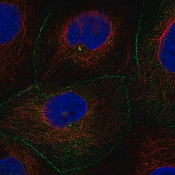 Anti-AMOTL2 antibody produced in rabbit Prestige Antibodies&#174; Powered by Atlas Antibodies, affinity isolated antibody