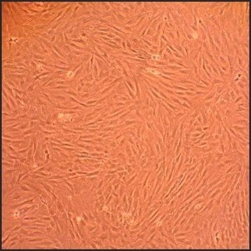 Rat Dermal Fibroblasts: RDF, adult