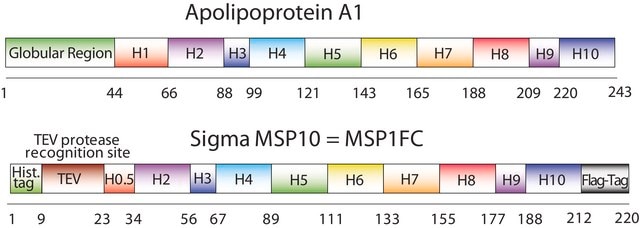 Membrane Scaffold Protein 1FC recombinant, expressed in E. coli, buffered aqueous solution