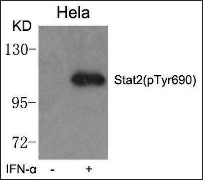 Anti-phospho-Stat2 (pTyr690) antibody produced in rabbit affinity isolated antibody