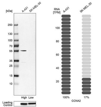 Anti-CCNA2 antibody produced in rabbit Prestige Antibodies&#174; Powered by Atlas Antibodies, affinity isolated antibody, buffered aqueous glycerol solution