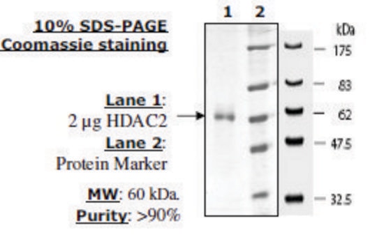 HDAC 2 His tag human recombinant, expressed in baculovirus infected insect cells, &#8805;80% (SDS-PAGE)