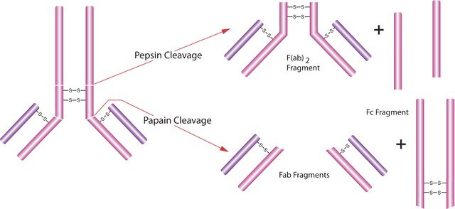 Pepsin from porcine gastric mucosa lyophilized powder, &#8805;3,200&#160;units/mg protein