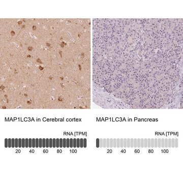 Anti-MAP1LC3A antibody produced in rabbit Prestige Antibodies&#174; Powered by Atlas Antibodies, affinity isolated antibody, buffered aqueous glycerol solution