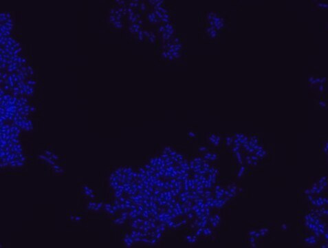 Bacterial negative control FISH probe - Cy3 Probe for fluorescence in situ hybridization (FISH),20 &#956;M in water