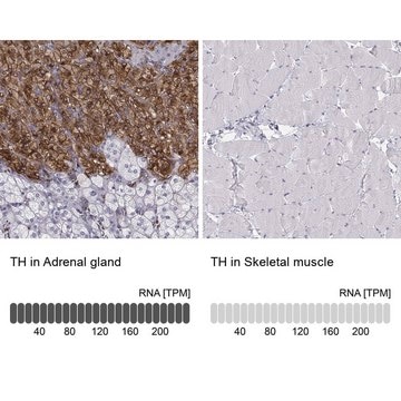 Anti-TH antibody produced in rabbit affinity isolated antibody, buffered aqueous glycerol solution