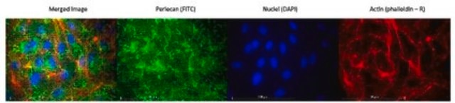 Anti-Heparan Sulfate Proteoglycan (Perlecan) Antibody, clone 5D7-2E4 clone 5D7-2E4, from mouse