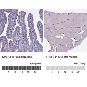 Anti-SPEF2 antibody produced in rabbit Prestige Antibodies&#174; Powered by Atlas Antibodies, affinity isolated antibody, buffered aqueous glycerol solution