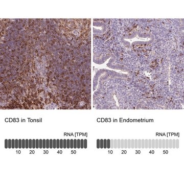 Anti-CD83 antibody produced in rabbit Prestige Antibodies&#174; Powered by Atlas Antibodies, affinity isolated antibody, buffered aqueous glycerol solution