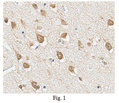 Anti-mGluR5 Antibody, clone 11D9.1 clone 11D9.1, from mouse