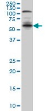 ANTI-IRF5 antibody produced in mouse clone 3C2, purified immunoglobulin, buffered aqueous solution