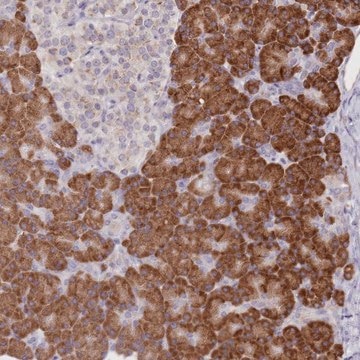 Anti-SEC61B antibody produced in rabbit Prestige Antibodies&#174; Powered by Atlas Antibodies, affinity isolated antibody, buffered aqueous glycerol solution