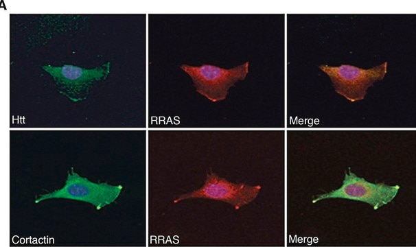 Anti-Huntingtin (N-terminal) antibody produced in rabbit affinity isolated antibody, buffered aqueous solution