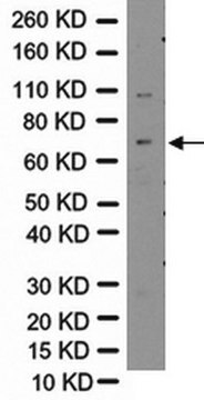 Anti-Vesicular GABA Transporter (VGAT) Antibody Chemicon&#174;, from rabbit