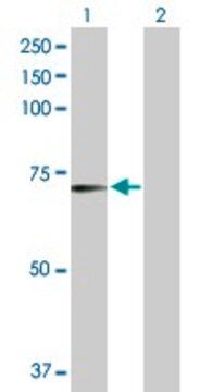 Anti-RFX5 antibody produced in rabbit purified immunoglobulin, buffered aqueous solution