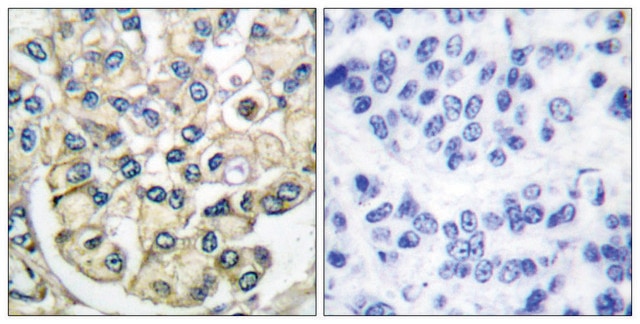 Anti-FGFR2 antibody produced in rabbit affinity isolated antibody