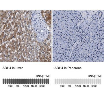 Anti-ADH4 antibody produced in rabbit Prestige Antibodies&#174; Powered by Atlas Antibodies, affinity isolated antibody, buffered aqueous glycerol solution