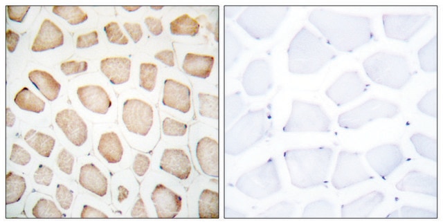 Anti-CHOP, N-Terminal antibody produced in rabbit affinity isolated antibody