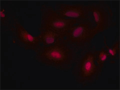 Anti-SMAD7 antibody produced in rabbit ~1.0&#160;mg/mL, affinity isolated antibody