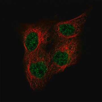 Monoclonal Anti-POU5F1 antibody produced in mouse Prestige Antibodies&#174; Powered by Atlas Antibodies, clone CL7621, purified immunoglobulin, buffered aqueous glycerol solution