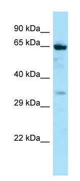 Anti-NOX5 (C-terminal) antibody produced in rabbit affinity isolated antibody