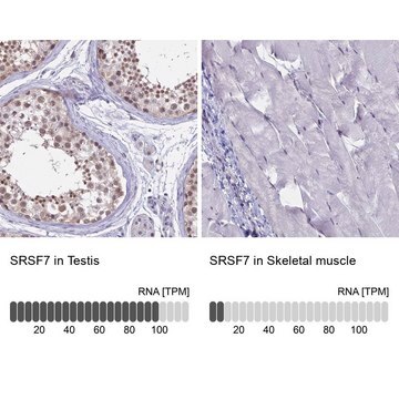 Anti-SRSF7 antibody produced in rabbit Prestige Antibodies&#174; Powered by Atlas Antibodies, affinity isolated antibody, buffered aqueous glycerol solution