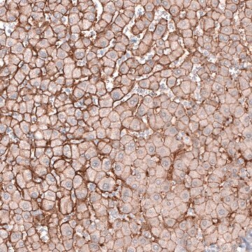 Anti-SLC16A2 antibody produced in rabbit Prestige Antibodies&#174; Powered by Atlas Antibodies, affinity isolated antibody