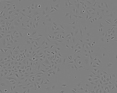 A549 Cell Line human from human lung(carcinoma), 86012804