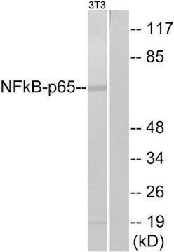 Anti-NF-&#954;B p65 antibody produced in rabbit affinity isolated antibody