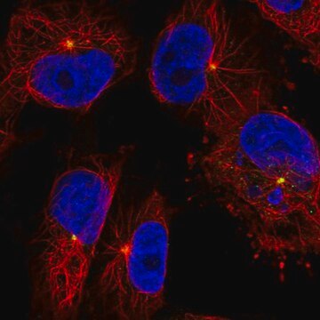 Anti-CEP350 antibody produced in rabbit Prestige Antibodies&#174; Powered by Atlas Antibodies, affinity isolated antibody