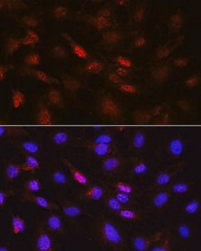 Anti-Phospho-Jak1-Y1022/1023 antibody produced in rabbit