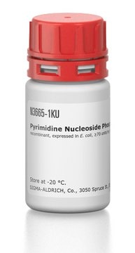 Pyrimidine Nucleoside Phosphorylase from Bacillus subtilis recombinant, expressed in E. coli, &#8805;70&#160;units/mg protein