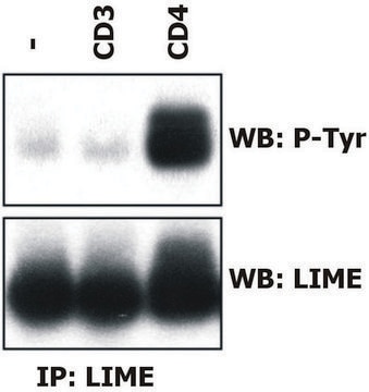 Monoclonal Anti-LIME antibody produced in mouse clone LIME-06