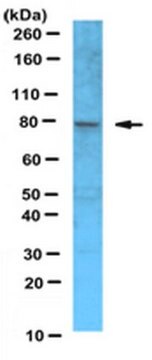 Anti-Xrcc1 Antibody serum, from rabbit