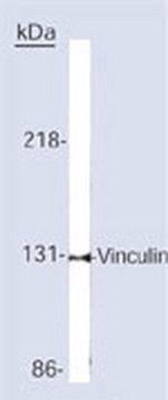 Anti-Vinculin Mouse mAb (V284 or VLN01) liquid, Calbiochem&#174;, from mouse