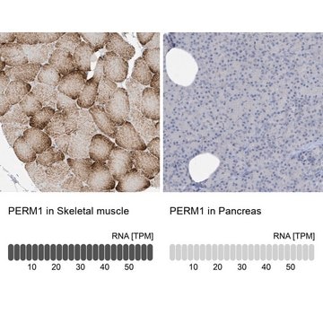 Anti-PERM1 antibody produced in rabbit Prestige Antibodies&#174; Powered by Atlas Antibodies, affinity isolated antibody, buffered aqueous glycerol solution