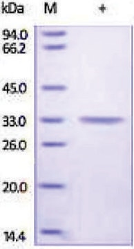 Carbonic Anhydrase 4/CA4 human recombinant, expressed in HEK 293 cells, &#8805;92% (SDS-PAGE)