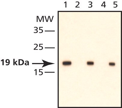 Anti-phospho-Cofilin (pSer3) antibody produced in rabbit IgG fraction of antiserum, buffered aqueous solution